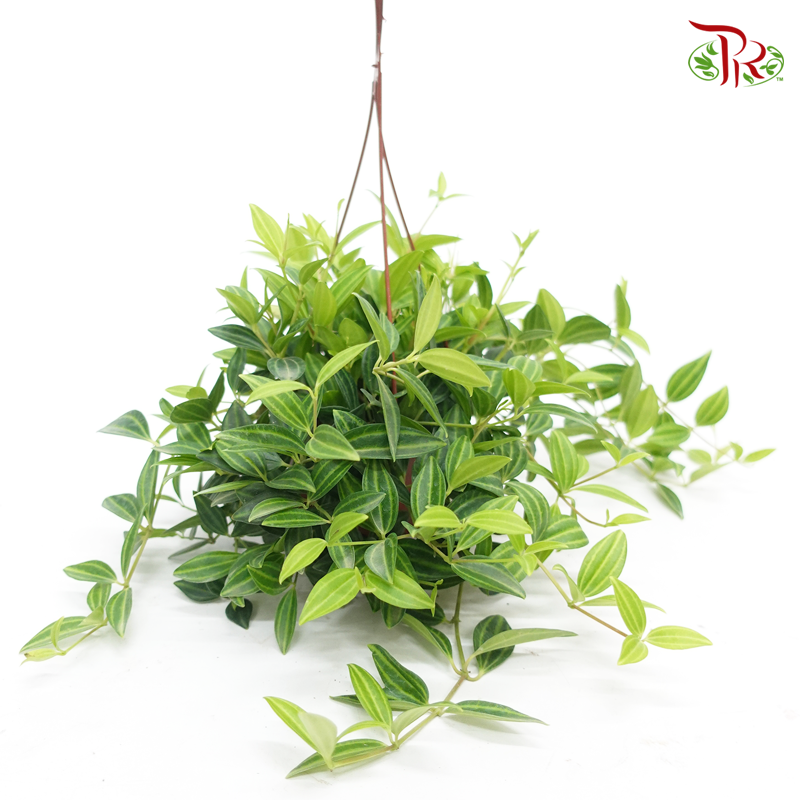 Peperomia Parallel《白脈椒草》-Pudu Ria Florist-prflorist.com.my