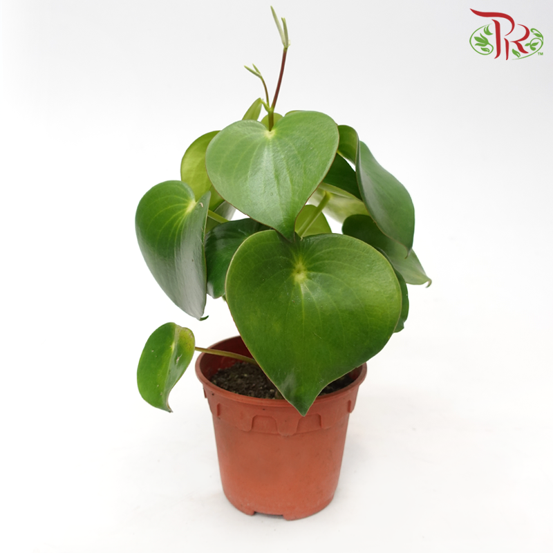 Peperomia Polybotrya《雨滴椒草》