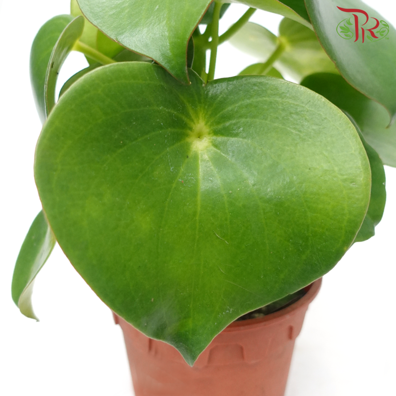 Peperomia Polybotrya《雨滴椒草》