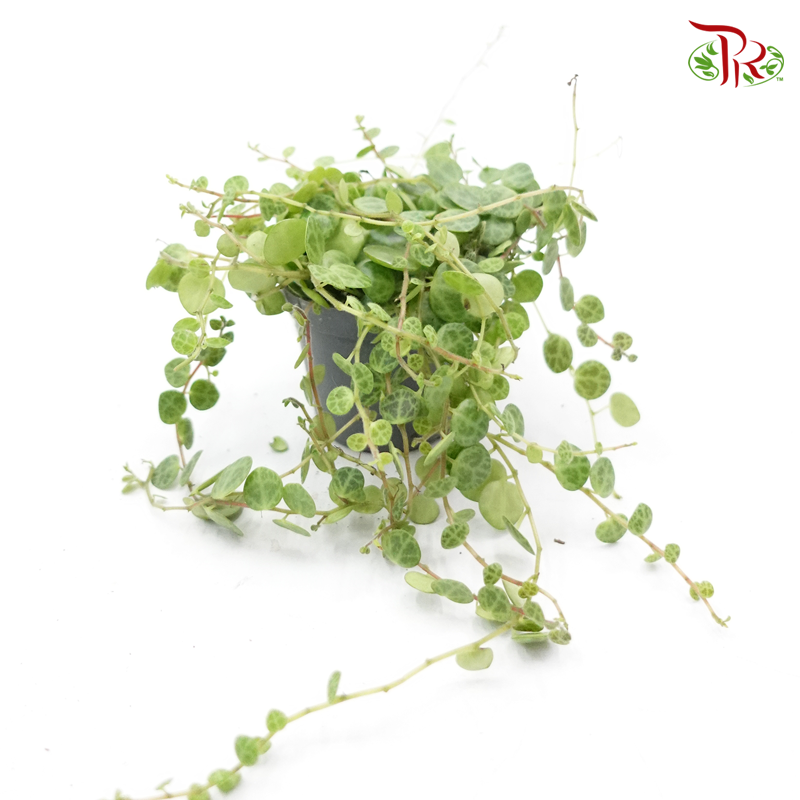 Peperomia Prostrata 《紐扣葉蔓椒草》