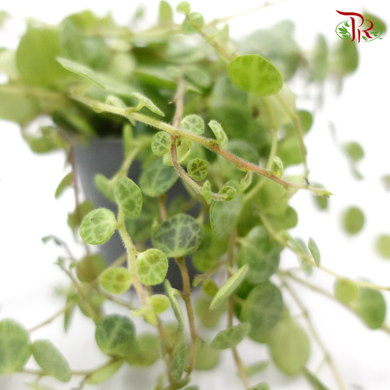 Peperomia Prostrata 《紐扣葉蔓椒草》