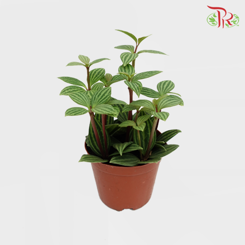 Peperomia Tetragona《白脉椒草》