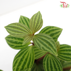 Peperomia Tetragona《白脉椒草》(H08)
