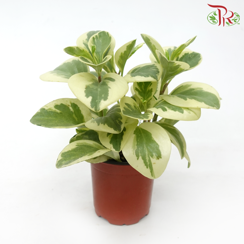 Peperomia Variegated 《圓叶椒草锦》-Pudu Ria Florist-prflorist.com.my