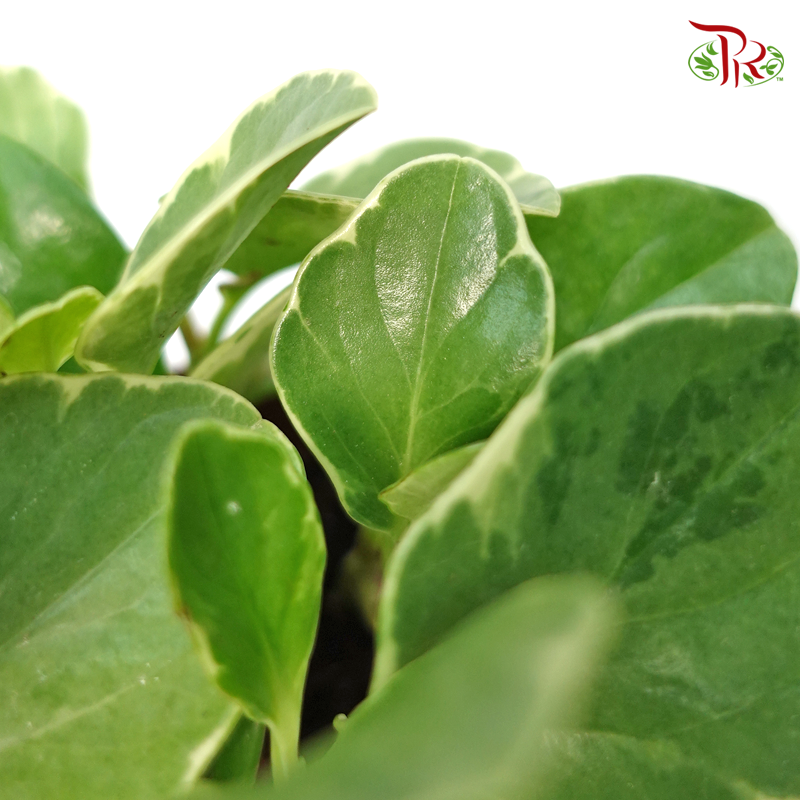 Peperomia Variegated 《圓叶椒草锦》-Pudu Ria Florist-prflorist.com.my
