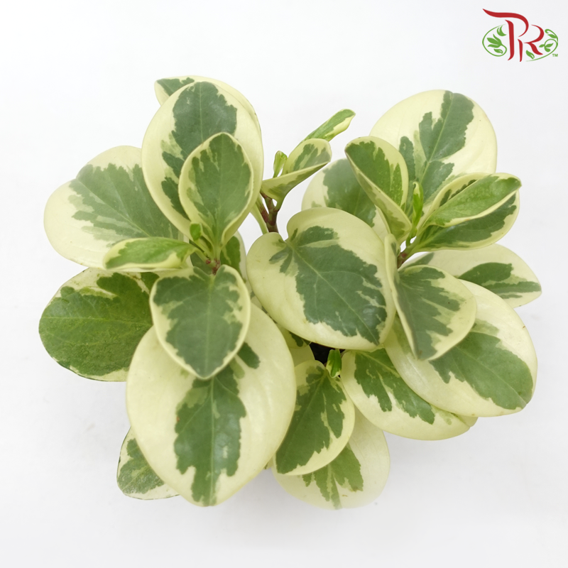 Peperomia Variegated 《圓叶椒草锦》-Pudu Ria Florist-prflorist.com.my