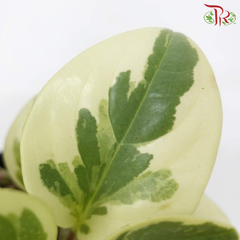 Peperomia Variegated 《圓叶椒草锦》-Pudu Ria Florist-prflorist.com.my