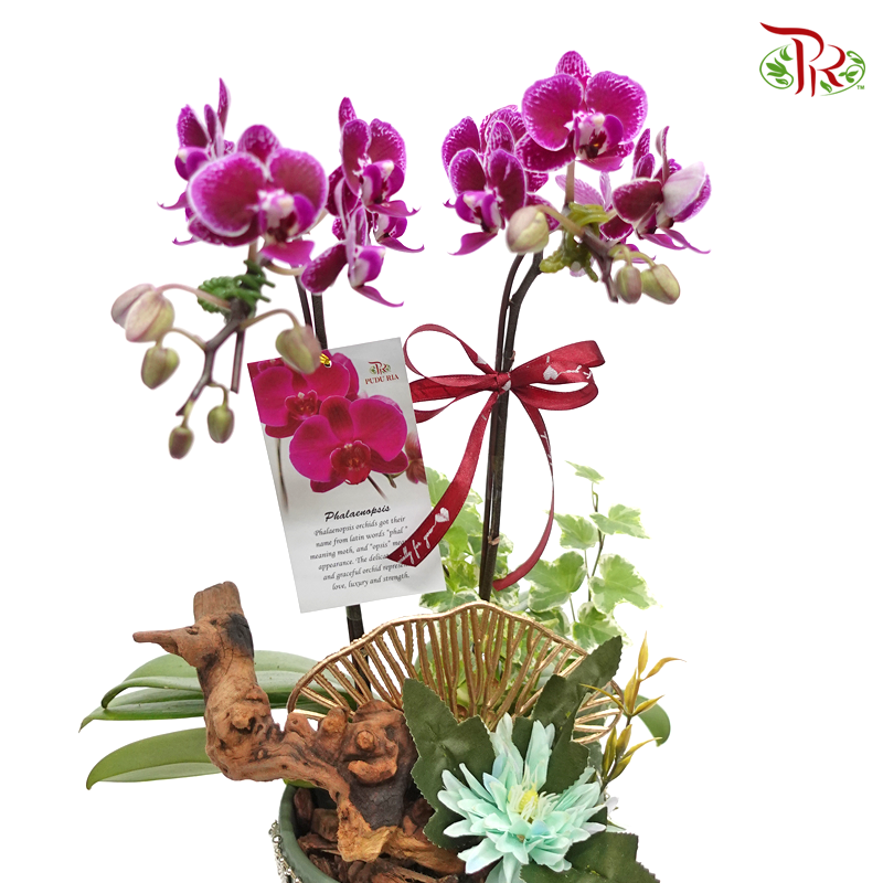 Perfect gift- Mini Orchid Phalaenopsis-Pudu Ria Florist-prflorist.com.my