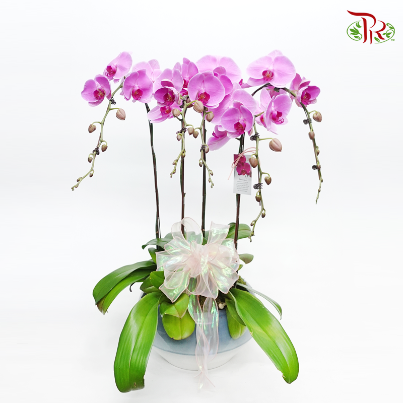 Perfect gift- Penta Pot Big Orchid Phalaenopsis-Pudu Ria Florist-prflorist.com.my