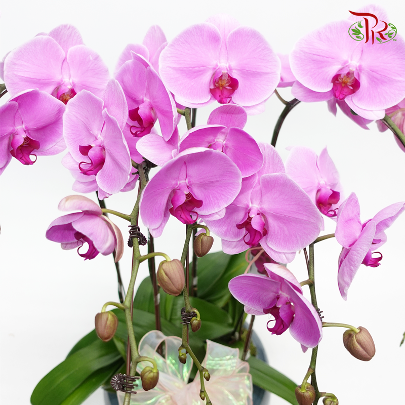 Perfect gift- Penta Pot Big Orchid Phalaenopsis-Pudu Ria Florist-prflorist.com.my