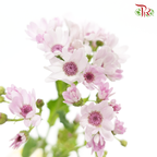 Pericallis - Baby Pink (2 Stems)-Pink-Japan-prflorist.com.my