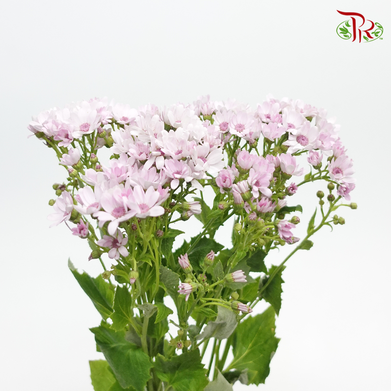 Pericallis - Baby Pink (2 Stems)-Pink-Japan-prflorist.com.my