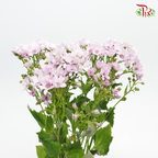 Pericallis - Baby Pink (2 Stems)-Pink-Japan-prflorist.com.my
