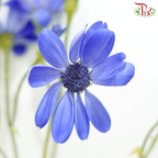 Pericallis - Blue (2 Stems)-Blue-Japan-prflorist.com.my