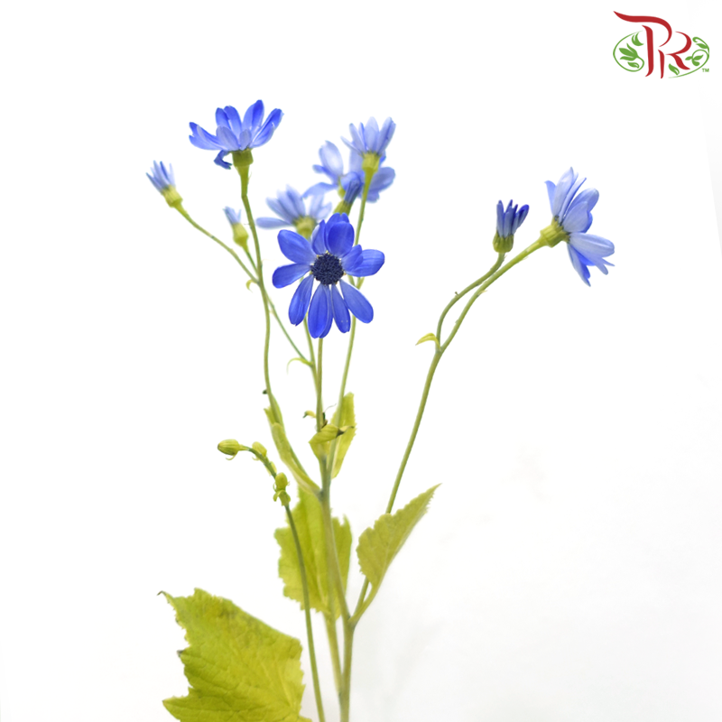 Pericallis - Blue (2 Stems)-Blue-Japan-prflorist.com.my
