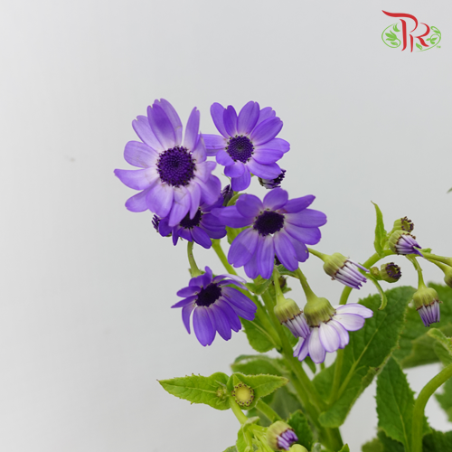 Pericallis - Dark Purple (2 Stems)-Purple-Japan-prflorist.com.my