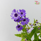Pericallis - Dark Purple (2 Stems)-Purple-Japan-prflorist.com.my