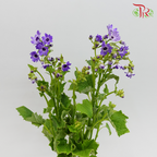Pericallis - Dark Purple (2 Stems)-Purple-Japan-prflorist.com.my