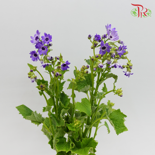 Pericallis - Dark Purple (2 Stems)-Purple-Japan-prflorist.com.my