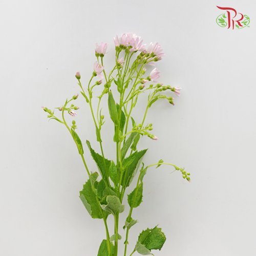 Pericallis - Light Pink (2 Stems)-Pink-Japan-prflorist.com.my