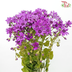 Pericallis - Rebecca Purple (2 Stems)-Purple-Japan-prflorist.com.my