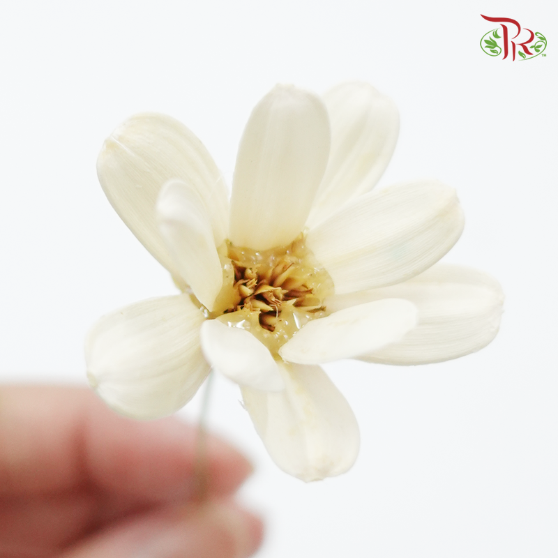 Petite Flower Preservative ( 3214-0-010 )-White-Japan-prflorist.com.my