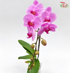 Big Single Stem Phalaenopsis Orchid