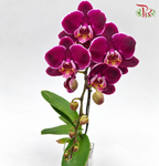 Big Single Stem Phalaenopsis Orchid