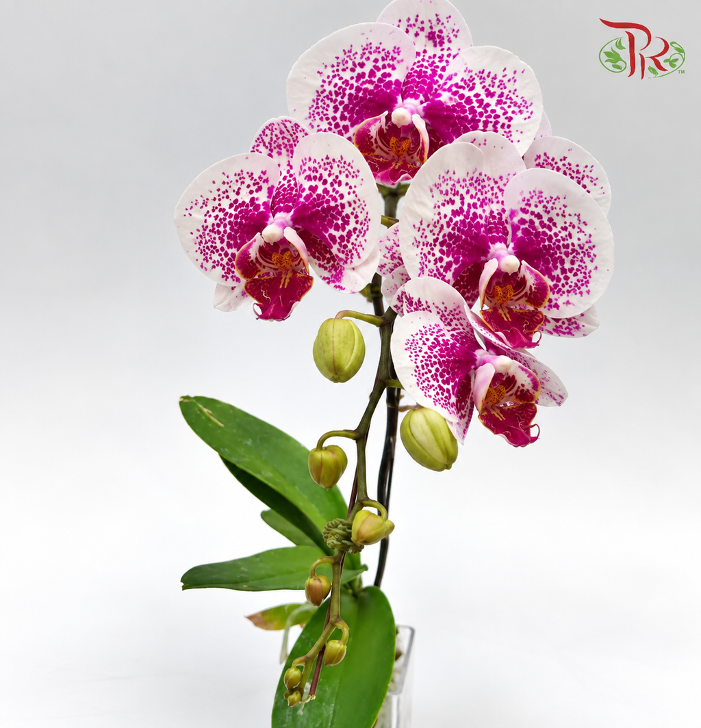 Big Single Stem Phalaenopsis Orchid