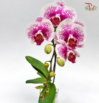 Big Single Stem Phalaenopsis Orchid