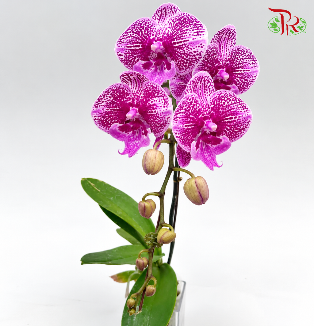 Big Single Stem Phalaenopsis Orchid