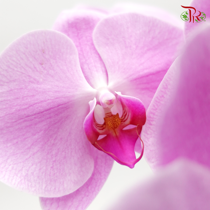 Phalaenopsis Cut《蝴蝶兰》