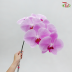 Phalaenopsis Cut《蝴蝶兰》