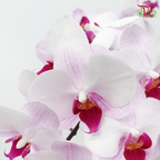 Phalaenopsis Cut《蝴蝶兰》