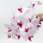 Phalaenopsis Cut《蝴蝶兰》