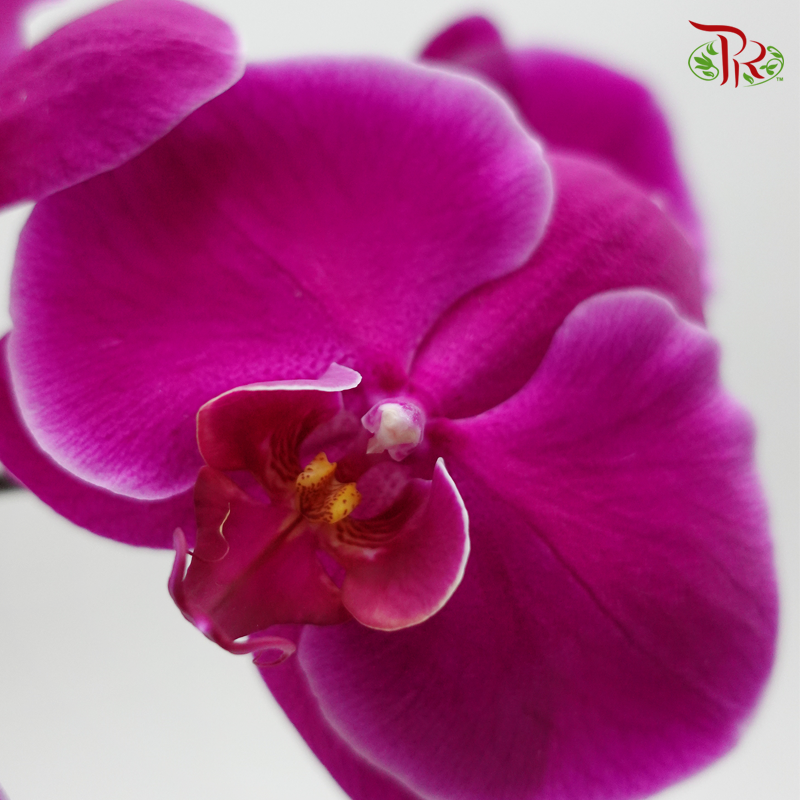 Phalaenopsis Cut - Purple (Per Stem)-Purple-China-prflorist.com.my