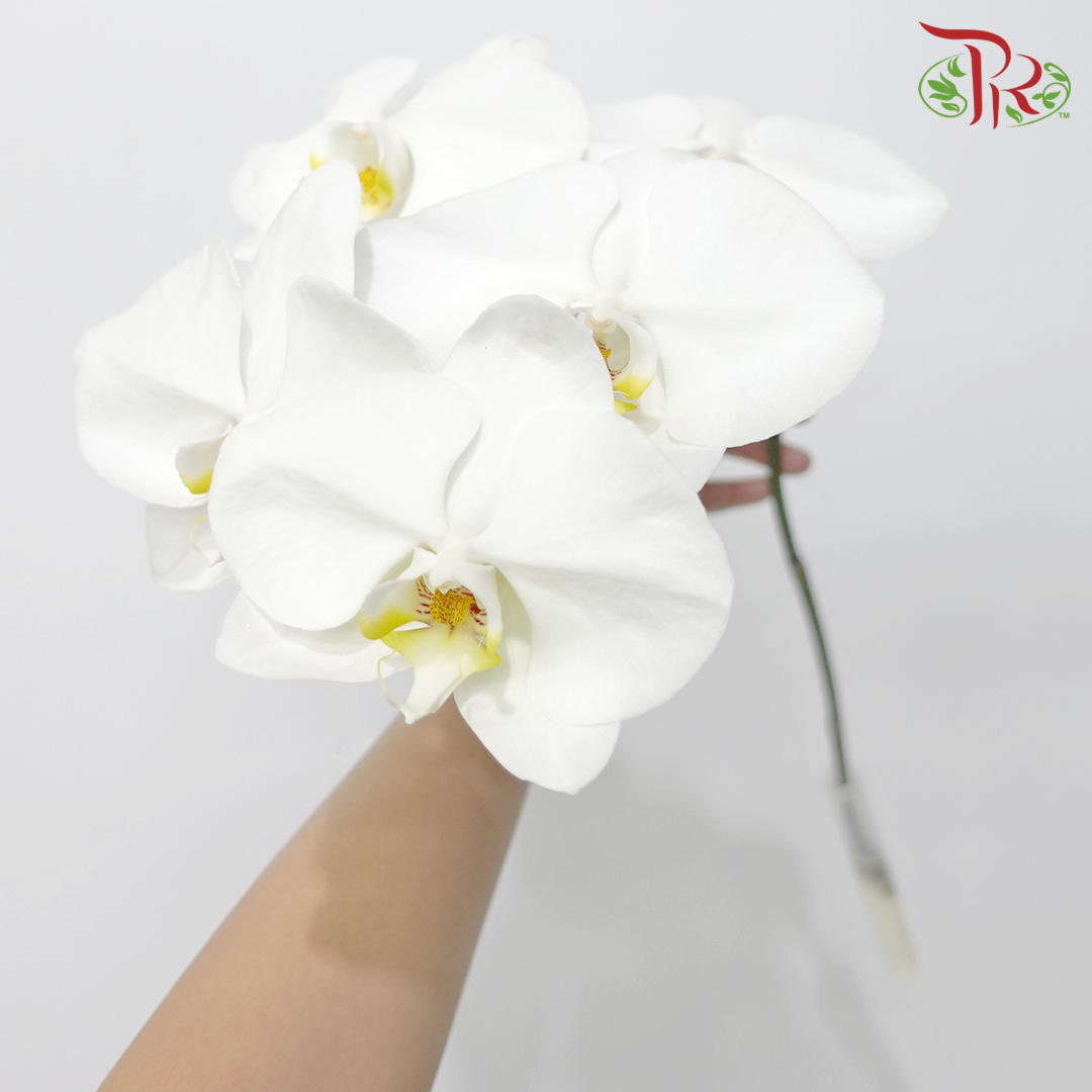 Phalaenopsis Cut White - (Per Stem)-White-Import-prflorist.com.my