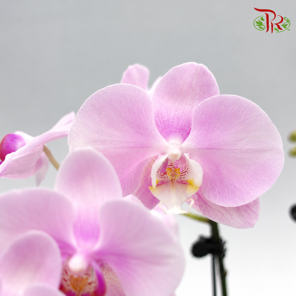 Big Double Stem Phalaenopsis Orchid