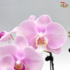 Big Double Stem Phalaenopsis Orchid