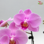 Big Double Stem Phalaenopsis Orchid