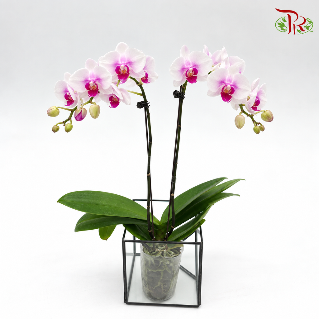 Big Double Stem Phalaenopsis Orchid