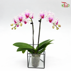 Big Double Stem Phalaenopsis Orchid
