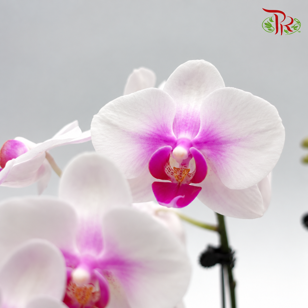 Big Double Stem Phalaenopsis Orchid