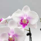 Big Double Stem Phalaenopsis Orchid