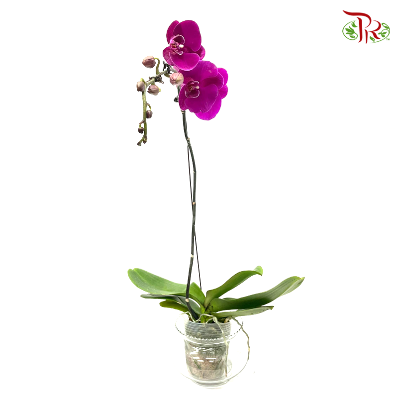 Phalaenopsis Ochid (China)- 3.5 Inch Pot (Double Stems or Single Stem) - Fully Bloomed-1-Pudu Ria Florist-prflorist.com.my