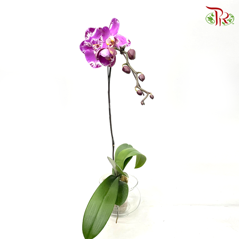 Phalaenopsis Ochid (China)- 3.5 Inch Pot (Double Stems or Single Stem) - Fully Bloomed-2-Pudu Ria Florist-prflorist.com.my