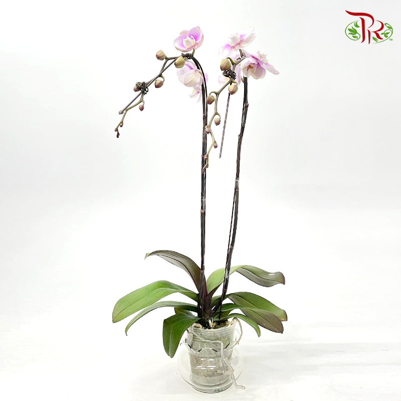 Phalaenopsis Ochid (China)- 3.5 Inch Pot (Double Stems or Single Stem) - Fully Bloomed-3-Pudu Ria Florist-prflorist.com.my