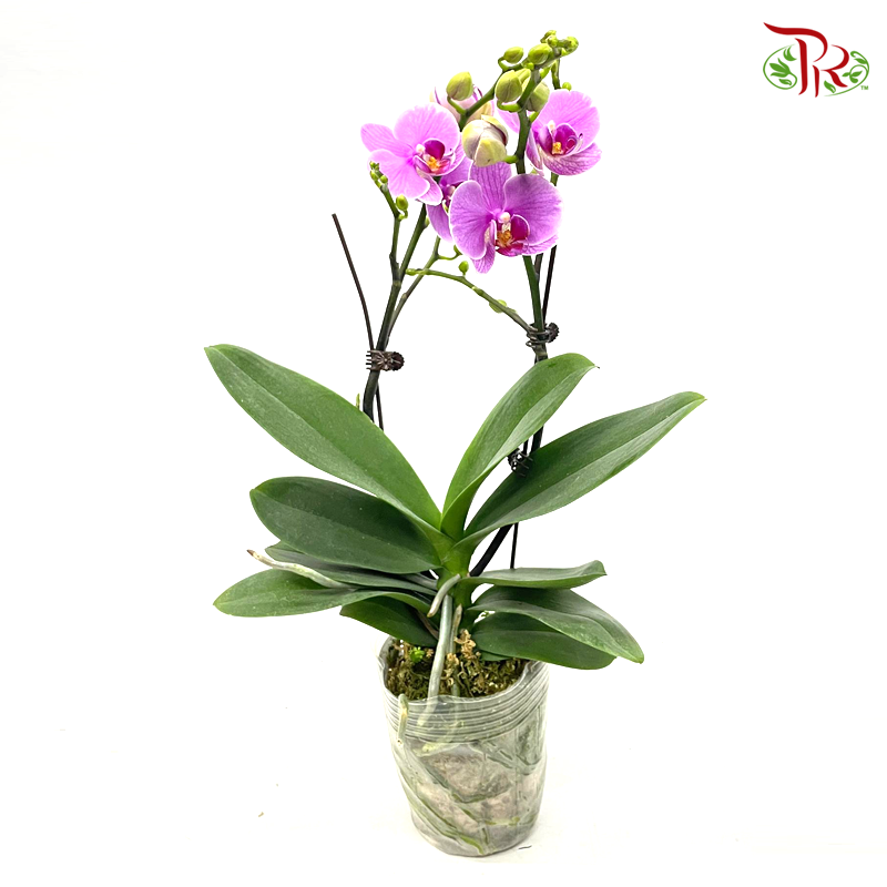 Phalaenopsis Ochid (China)- 3.5 Inch Pot (Double Stems or Single Stem) - Fully Bloomed-4-Pudu Ria Florist-prflorist.com.my