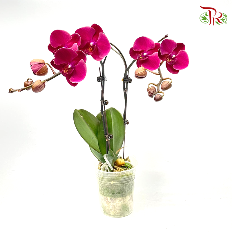 Phalaenopsis Ochid (China)- 3.5 Inch Pot (Double Stems or Single Stem) - Fully Bloomed-5-Pudu Ria Florist-prflorist.com.my