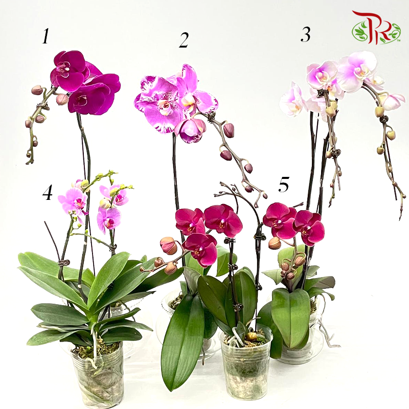 Phalaenopsis Ochid (China)- 3.5 Inch Pot (Double Stems or Single Stem) - Fully Bloomed-Pudu Ria Florist-prflorist.com.my